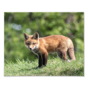 Röd rävsats fototryck