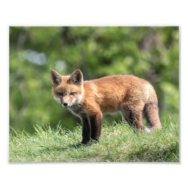 Röd rävsats fototryck (Framsidan)
