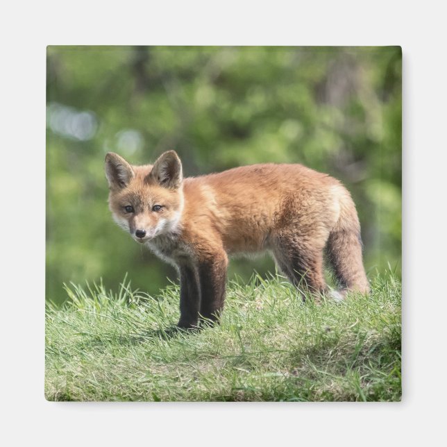 Röd rävsats magnet (Framsidan)