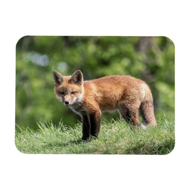 Röd rävsats magnet (Horisontell)