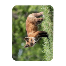 Röd rävsats magnet