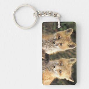 Röd rävunge framför lyan (Vulpes vulpes)