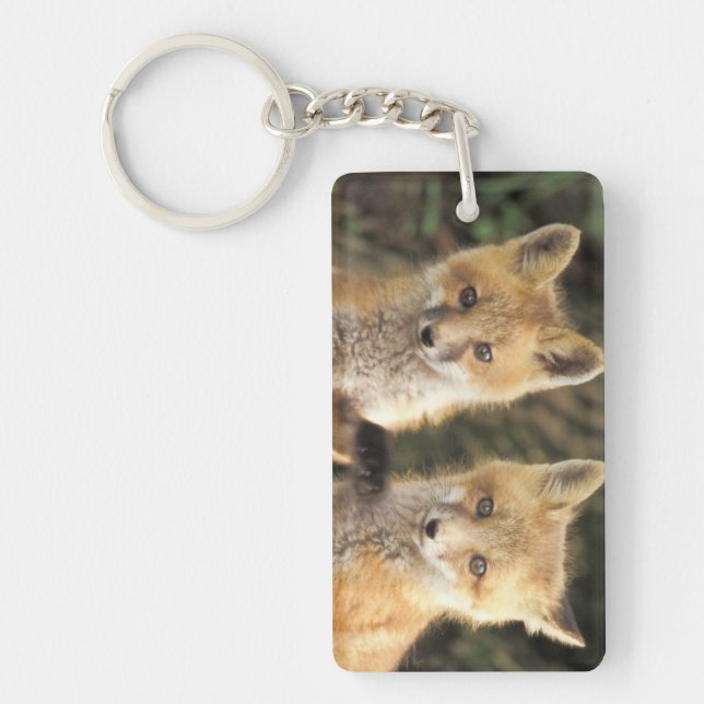Röd rävunge framför lyan (Vulpes vulpes) (Framsidan)