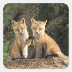 Röd rävunge framför lyan (Vulpes vulpes) Fyrkantigt Klistermärke