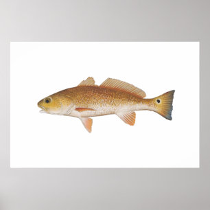 Röd röd fisk - trumma poster