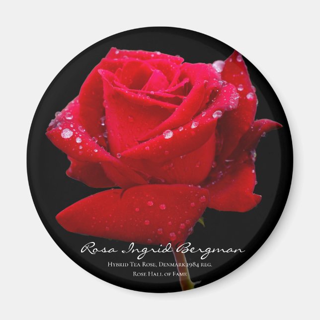 Röd ros マ グ ネ ッ ト magnet (Framsidan)