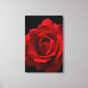 Röd ros 16x24 (40x60cm), svartvitt canvastryck