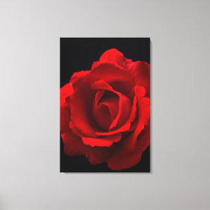 Röd ros 24x36 (60x90cm) canvastryck