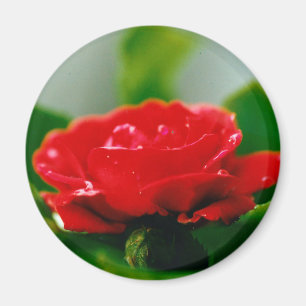 Röd ros av passion täckt med daggdroppar magnet