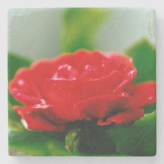 Röd ros av passion täckt med daggdroppar stenunderlägg