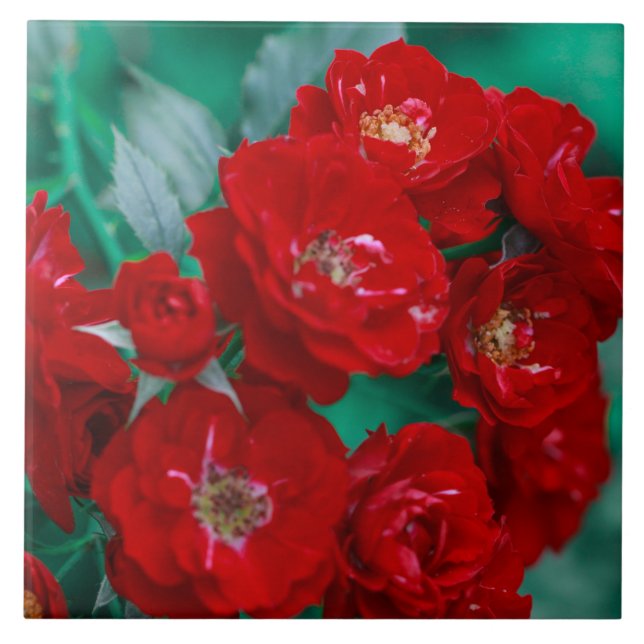 röd ros Blek Grönt Löv Kakelplatta (Framsidan)