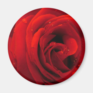 Röd ros blomma magnet