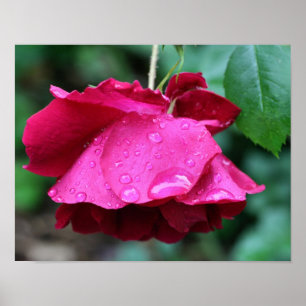 Röd ros blomma och regndroppar poster