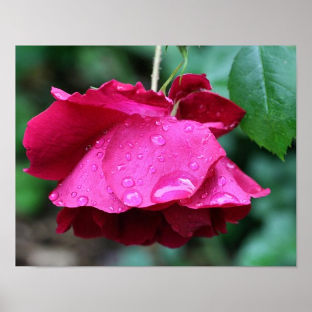 Röd ros blomma och regndroppar poster (Framsidan)