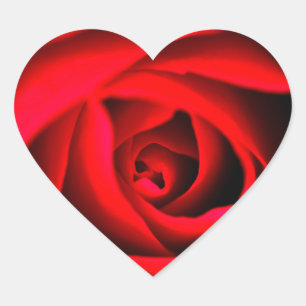 Röd ros-blomman Sticker Hjärtformat Klistermärke