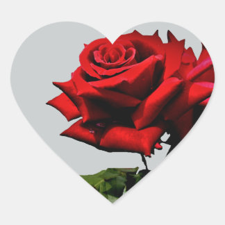 Röd ros Blommar Flower Birthday Helgdagars Events Hjärtformat Klistermärke