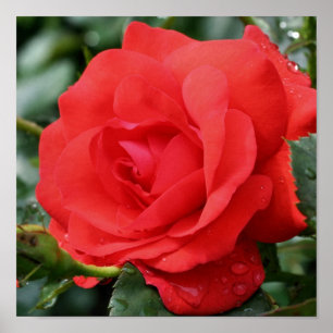 Röd ros blommar in i blodet med nederbörd poster