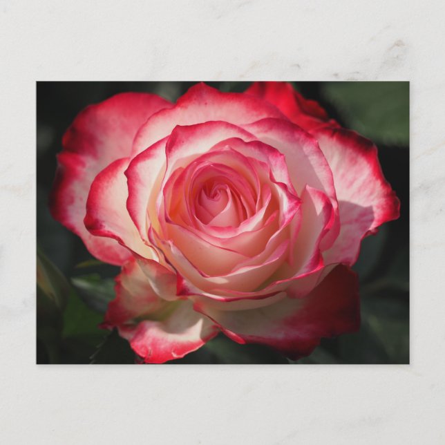 Röd ros blommar vykort (Framsida)