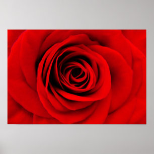 Röd ros Blommigt Poster