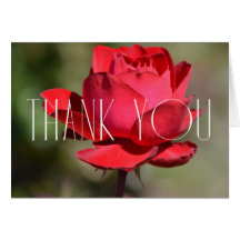 Röd ros Blommigt Tack