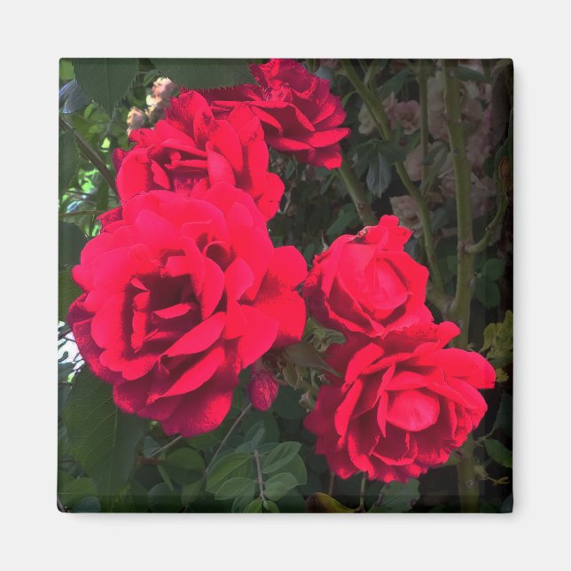 Röd ros blomning magnet (Framsidan)