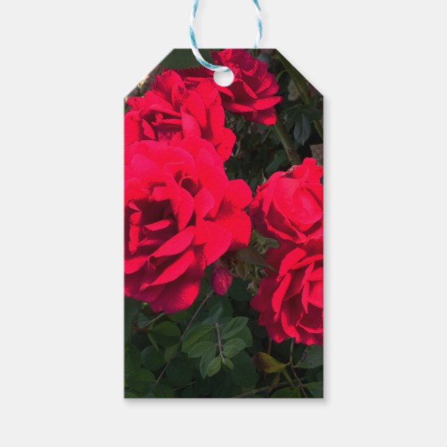 Röd ros blomning presentetikett (Framsidan)