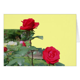 Röd ros Blomsterfotografi-kort OBS Kort