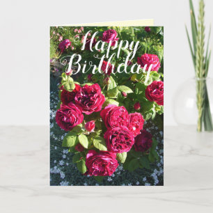 Röd ros Blomsterträdgård blommigt Ro födelsedagsko Kort