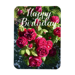 Röd ros Blomsterträdgård blommigt Ro födelsedagsko Magnet