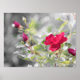 Röd ros Blooms från sommaren Poster