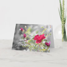 Röd ros Blooms från sommaren