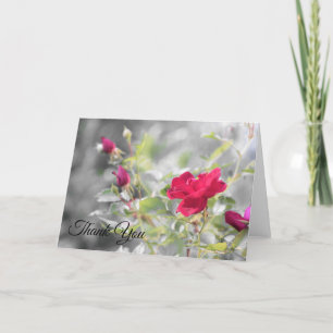 Röd ros Blooms från sommaren Tack Kort