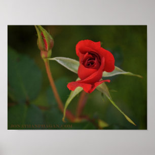 Röd ros börjar blomstra poster