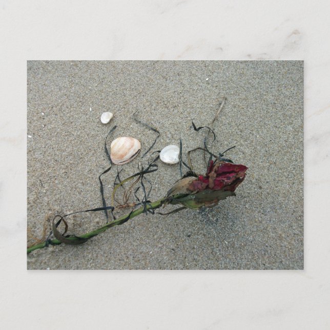 röd ros Borttappad till havs Vykort (Framsida)