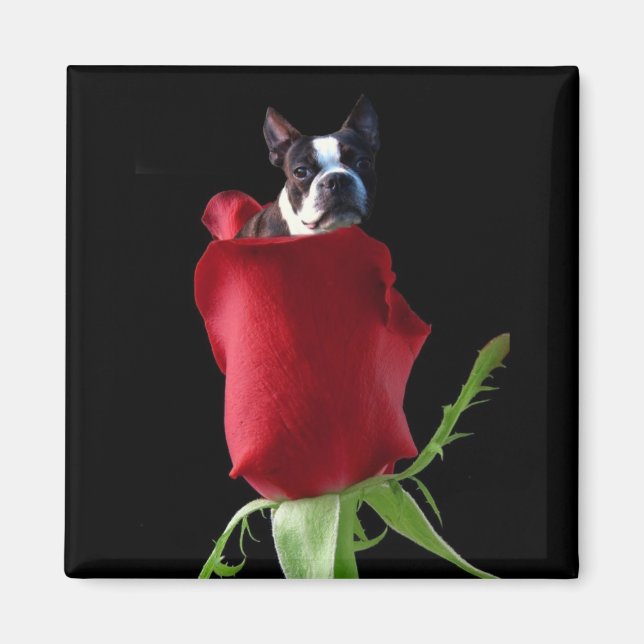 Röd ros Boston Terrier magnet (Framsidan)