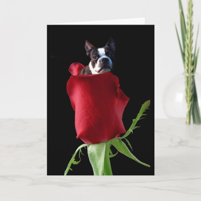 Röd ros Boston Terrier välkomstkort Kort (Framsida)