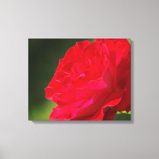 Röd ros - Canvas (Framsida)