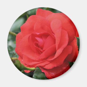 Röd ros Flower Magnet