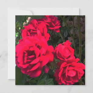 Röd ros Flowers Tack Kort