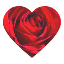 Röd ros för hjärta djupt -