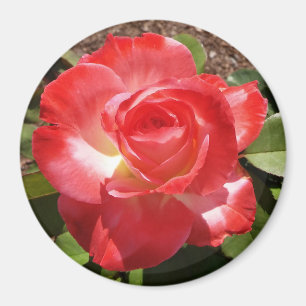 Röd ros fotocirkelmagnet magnet