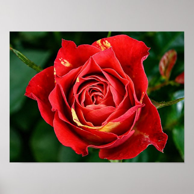 Röd Ros Fotografi Poster (Framsidan)