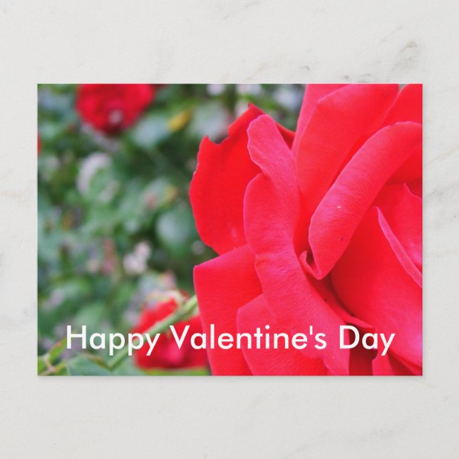 Röd ros, glad valentindag helg vykort (Framsida)