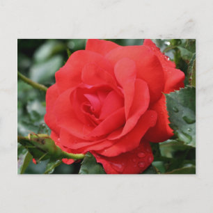 röd ros i BLOOM Blomsterfotografi-vykort Vykort