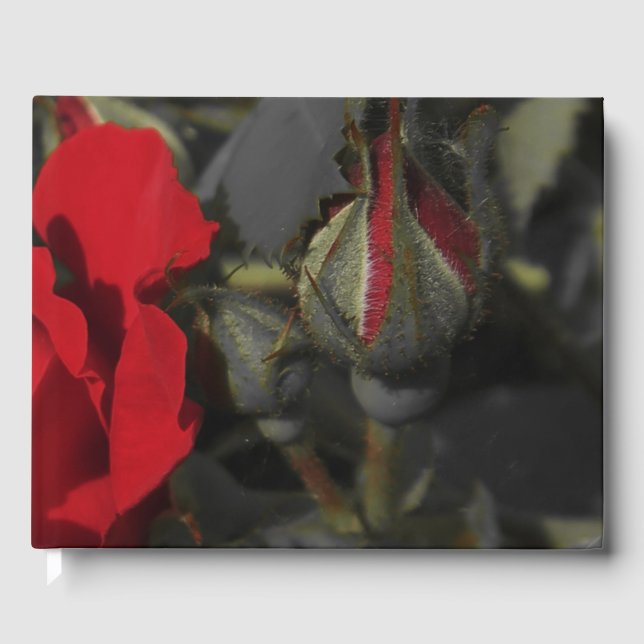 röd ros i den svarta Bröllop-gästboken, festlig Gästböcker (Framsida)