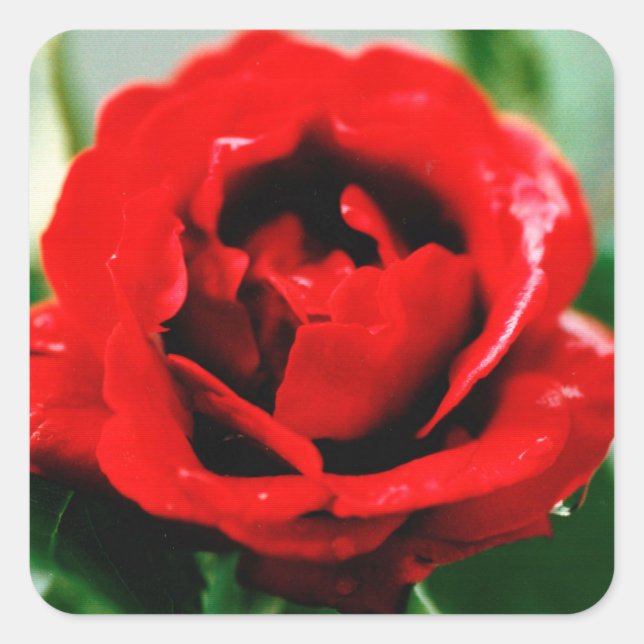 Röd ros Kärlek Fyrkantigt Klistermärke (Framsida)