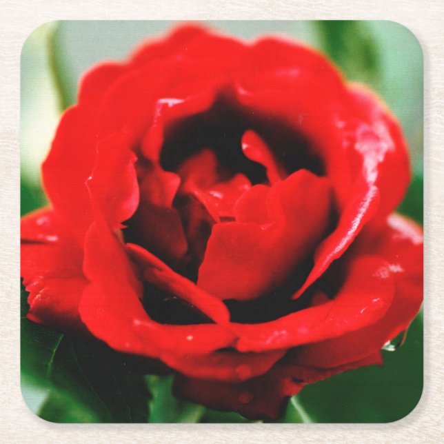 Röd ros Kärlek Underlägg Papper Kvadrat (Framsidan)