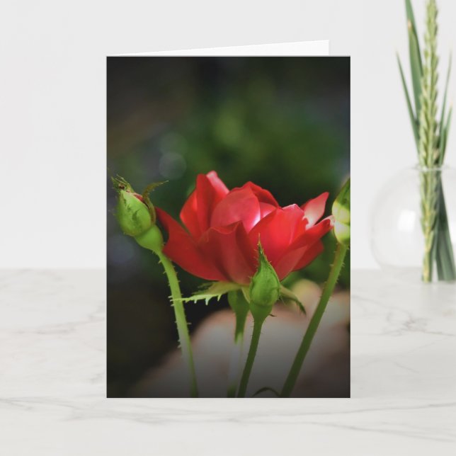 Röd ros, kort (Framsida)