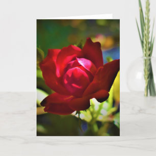 Röd ros, kort
