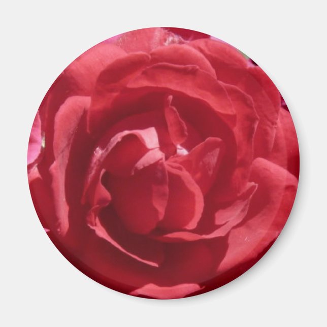 Röd ros magnet (Framsidan)